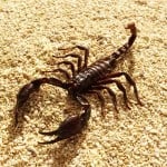 L'homme scorpion en amour : Comment le séduire